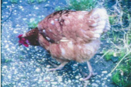 Huhn